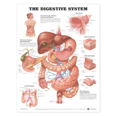 Wandplaat 'The Digestive System'