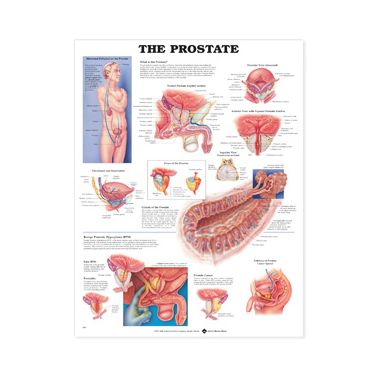 Wandplaat 'The Prostate' 
