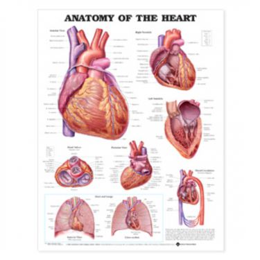 Wandplaat 'Anatomy of the Heart'