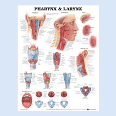 Wandplaat 'Pharynx & Larynx'