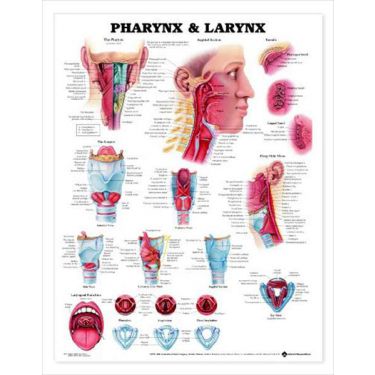 Wandplaat 'Pharynx & Larynx'