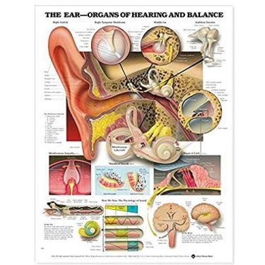 Wandplaat 'The Ear - Organs of Hearing and Balance'