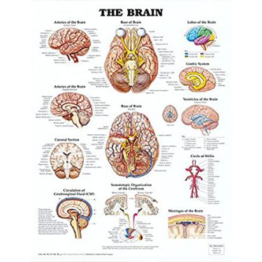 Wandplaat 'The Brain'