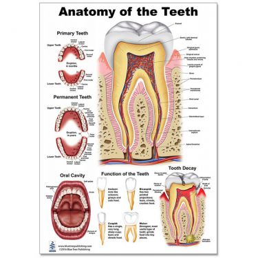 Wandplaat 'Anatomy of the Teeth'