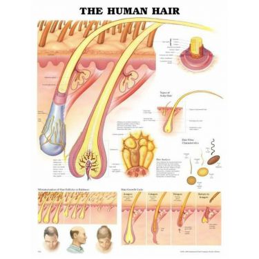 Wandplaat 'The Human Hair'