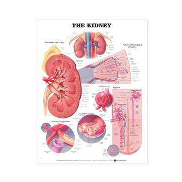 Wandplaat 'The Kidney'
