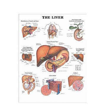 Wandplaat 'The Liver'