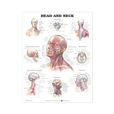 Wandplaat 'Head & Neck'