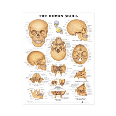 Wandplaat 'The Human Skull' 
