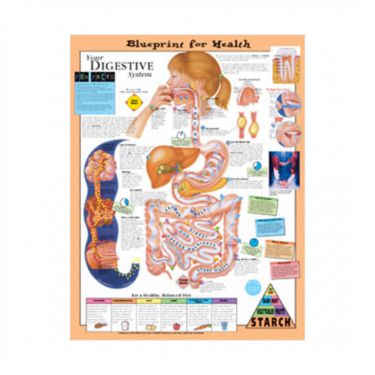 Wandplaat 'Your Digestive System' 