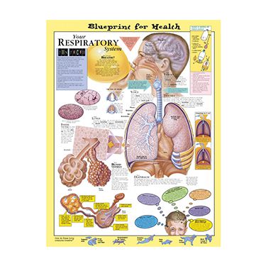 Wandplaat 'Your Respiratory System'