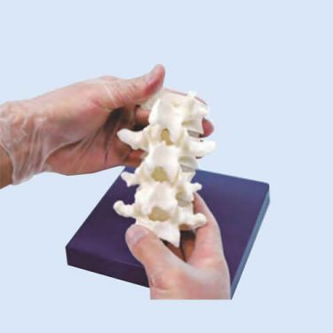 Lumbar spine model voor KK/M43B