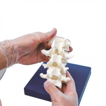 Lumbar spine model voor KK/M43B