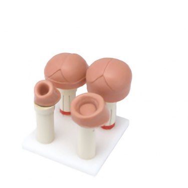 Uterus Dilation Model set (4 types)