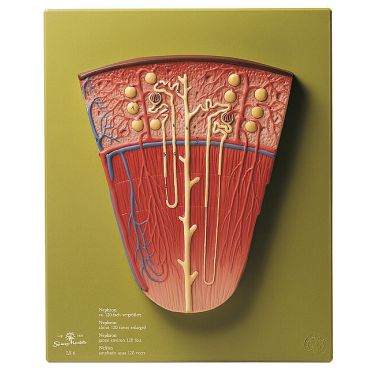 Nephron, 120x vergroot