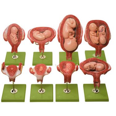 Anatomische zwangerschapsserie, 14 stuks, demontabel