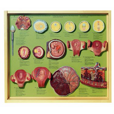 Demo-kast 'Fertilization and development...' , 16 modellen