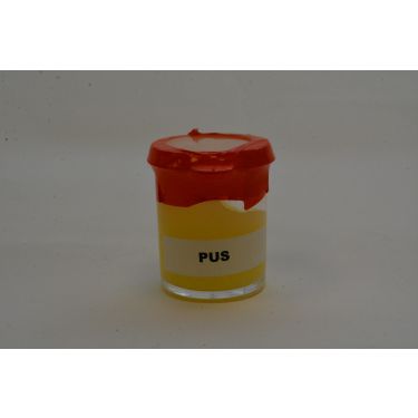 Nagemaakt Pus, verp. 1 potje à 50 gram