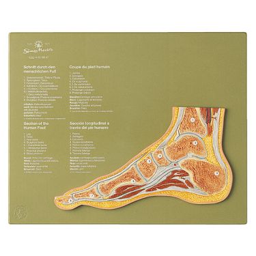 Sagittale doorsnede van een normale voet 