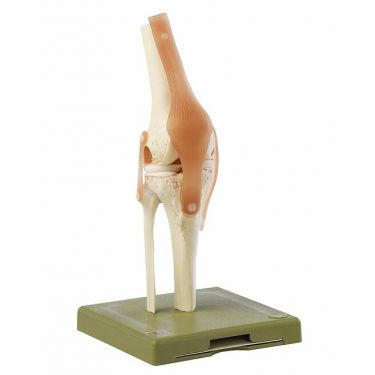 Funktiemodel van het kniegewricht 