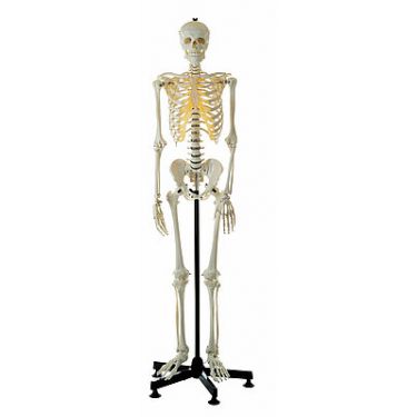 Skelet, mannelijk, met statief 