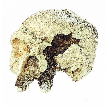 Schedelreconstructie Homo sapiens steinheimensis