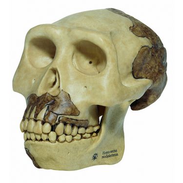 Schedelreconstructie van Homo erectus modjokertenis, 2-delig