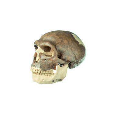 Schedelreconstructie van Homo sapiens neanderthalensis