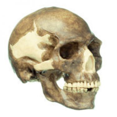 Schedelreconstructie van fossiele Homo sapiens sapiens
