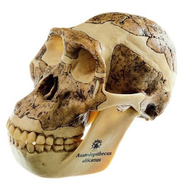 Schedelreconstructie van Australopithecus africanus, 2-delig